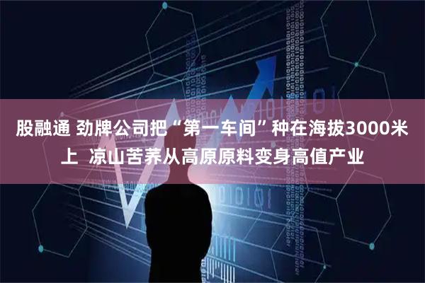 股融通 劲牌公司把“第一车间”种在海拔3000米上  凉山苦荞从高原原料变身高值产业